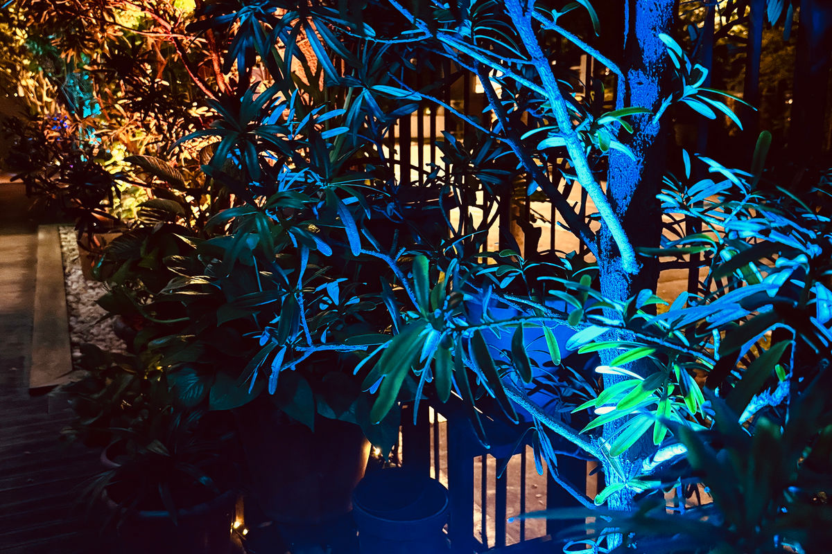Blue-lit tropical foliage at night — smart garden lighting effect