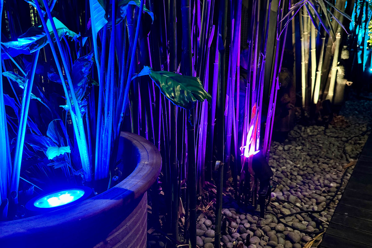 Bamboo garden with blue and purple spike uplights